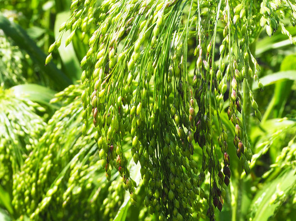 Teff