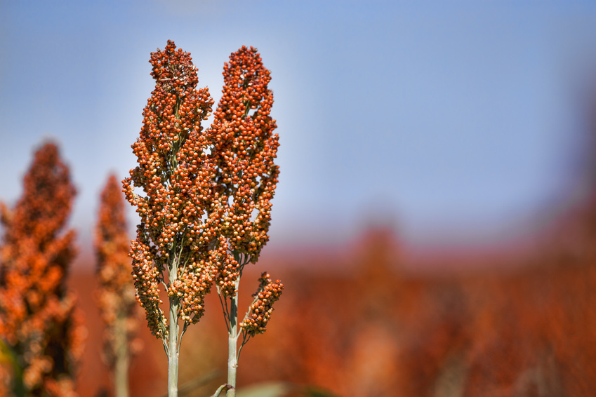 Sorghum