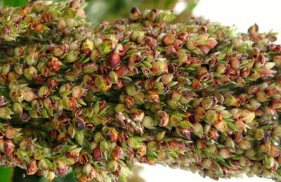 Sorghum