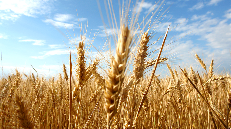 Getreide.org - Die wichtigsten Getreidesorten im Überblick