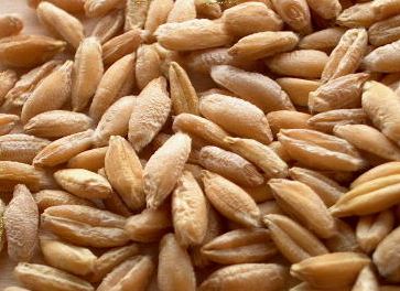 Triticale