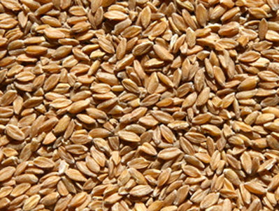Einkorn