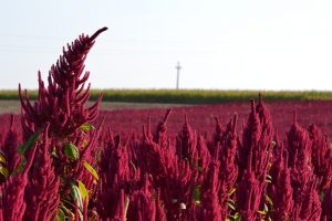 Amaranth