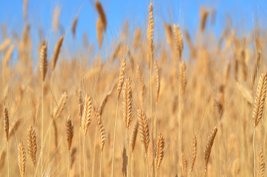 Einkorn