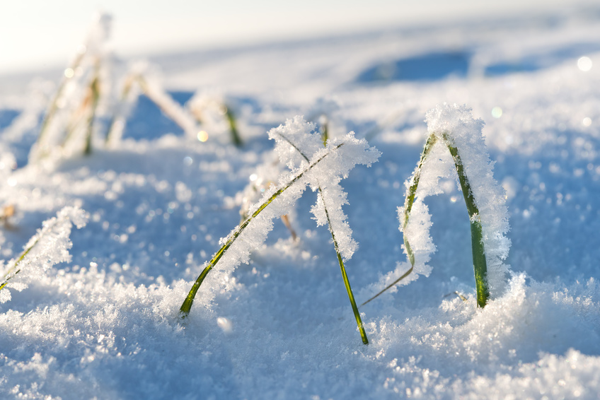 Winterroggen