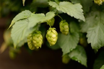 Hopfen