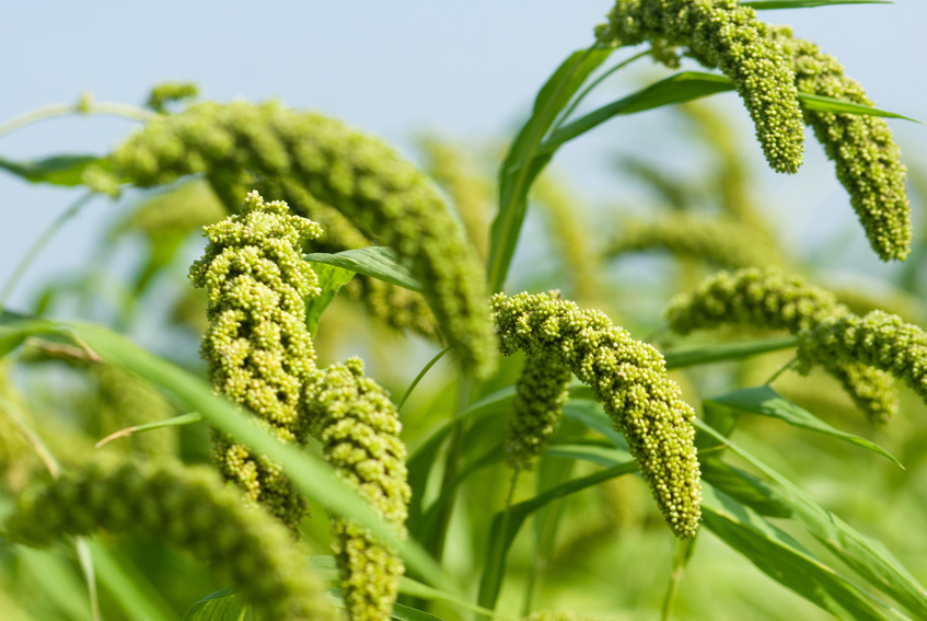 Japanhirse
