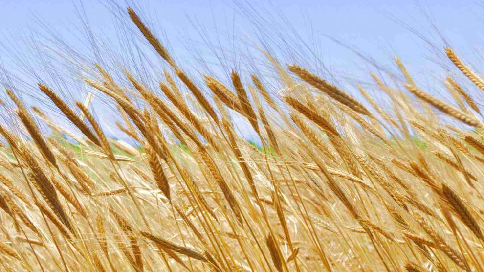 Getreideaufbewahrung - Unsere Produkte unter der Vielzahl an analysierten Getreideaufbewahrung!