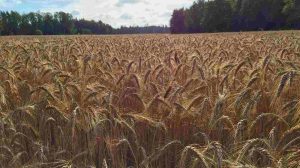 Triticale