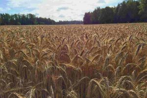 Triticale