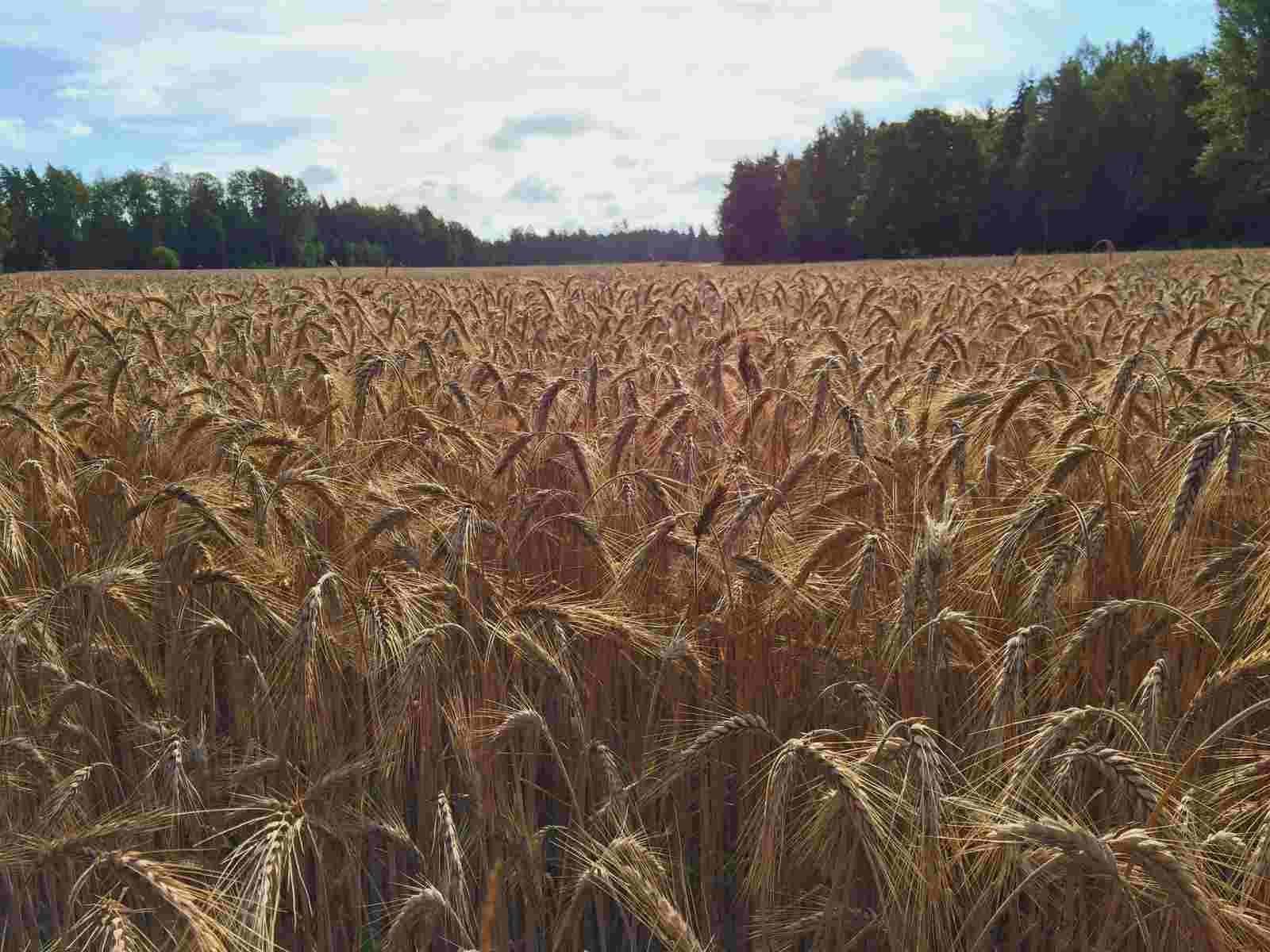 Triticale