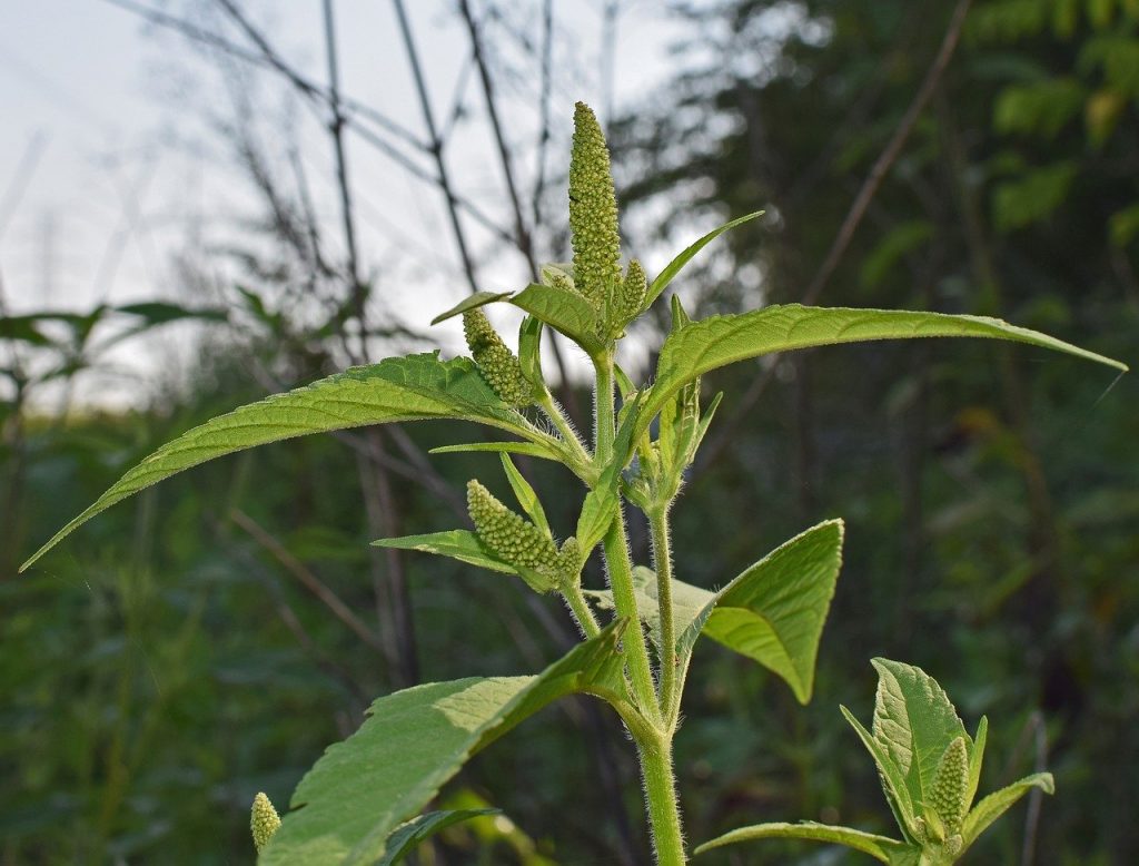 amaranth grün
