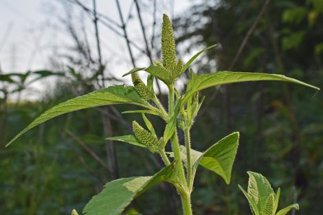 amaranth grün