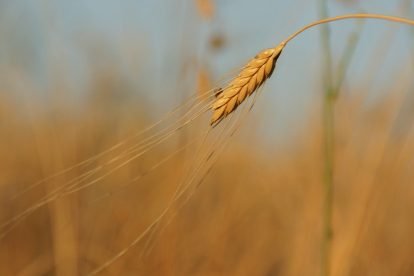 einkorn ähre