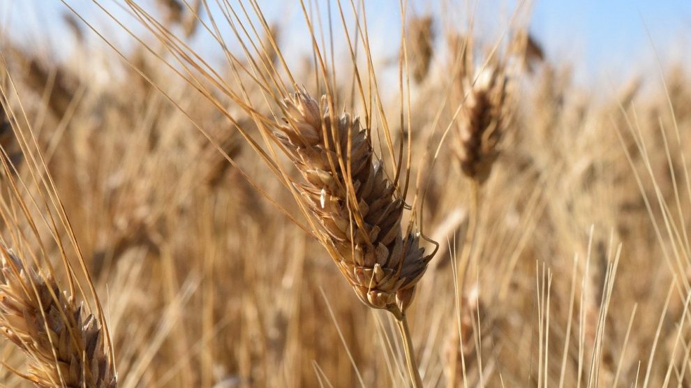 hartweizen feld