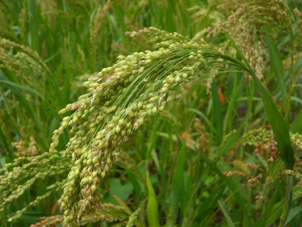 hirse