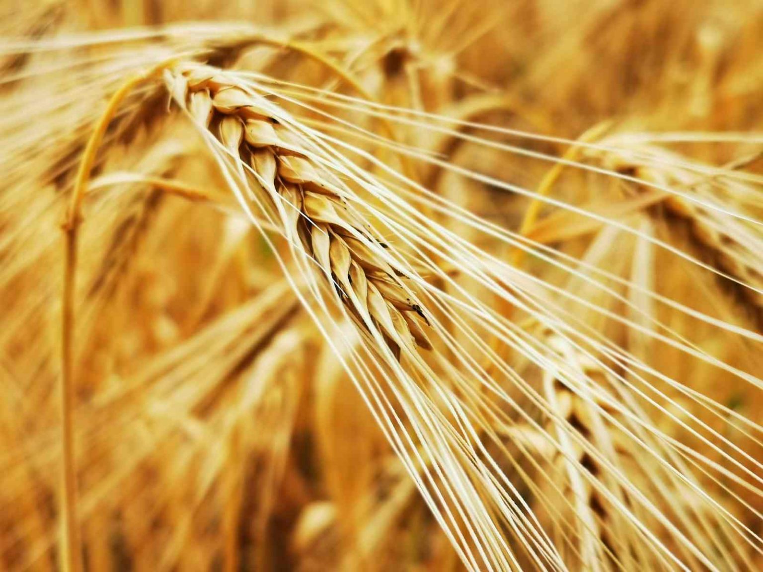 Getreide Bilder - Galerie zu den wichtigsten Getreidesorten