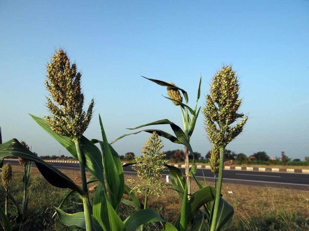 sorghum ähre Bild