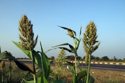 sorghum ähre Bild