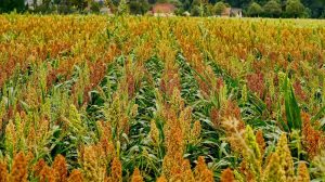 sorghum hirse