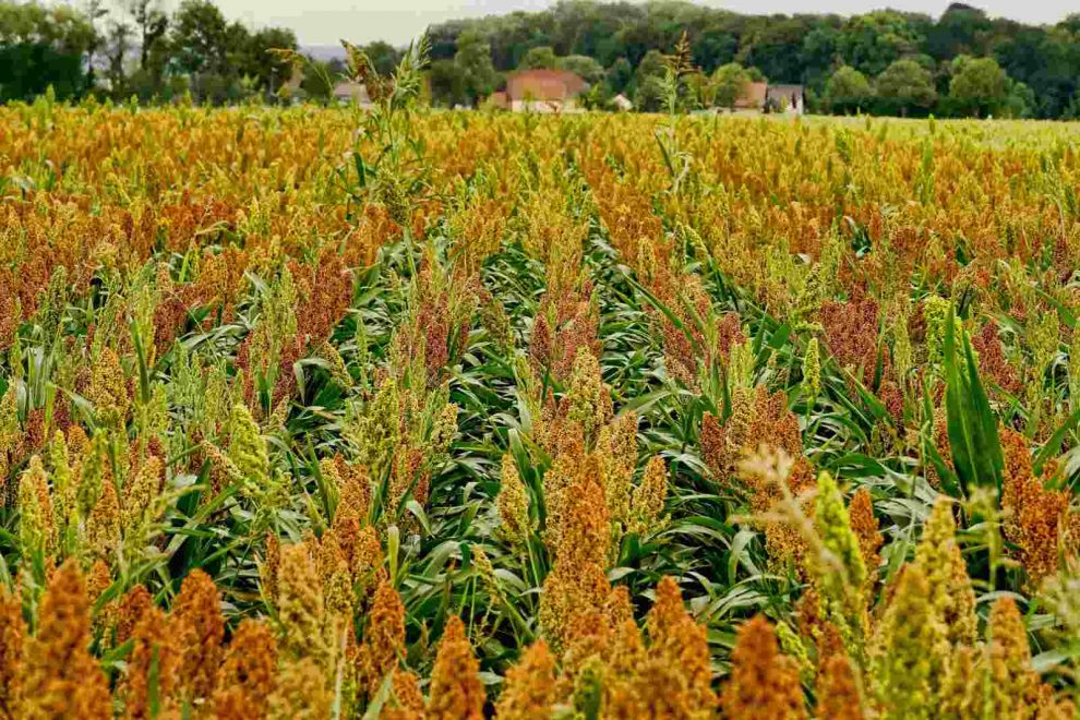 sorghum hirse