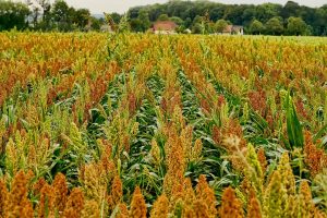 sorghum