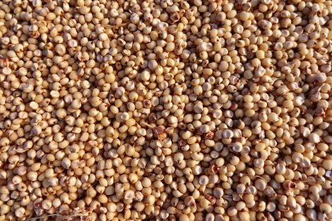 sorghum korn