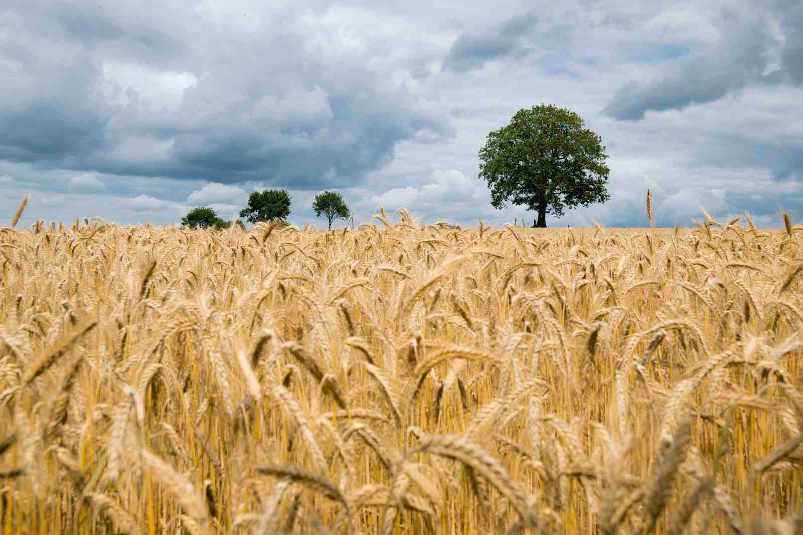 Roter Reis senkt den Cholesterinspiegel und schützt das Herz