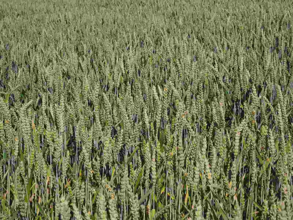 weichweizen Feld