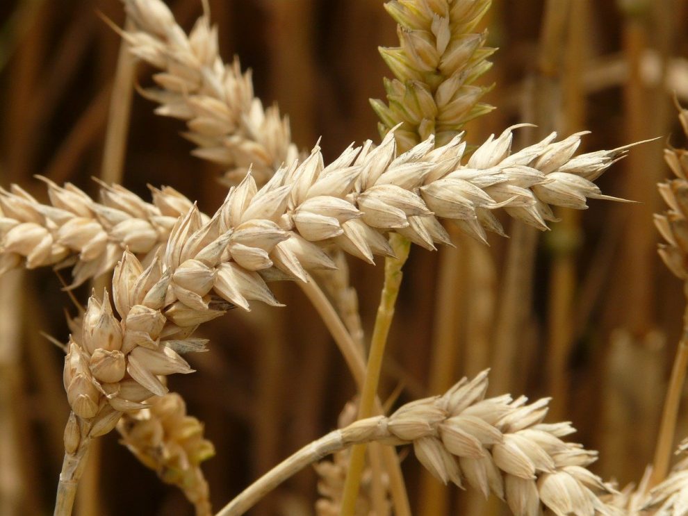 Getreide Bilder - Galerie zu den wichtigsten Getreidesorten