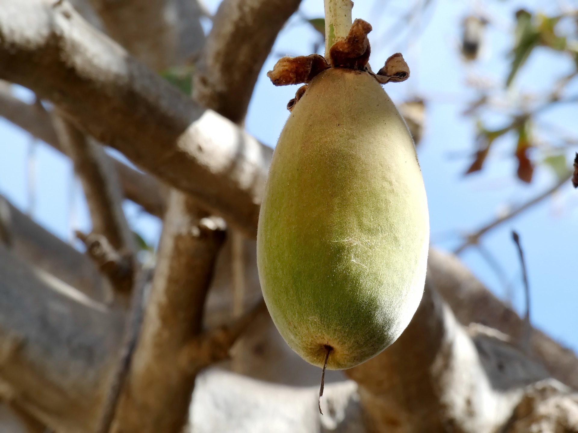 baobab-vom-affenbrotbaum-getreide