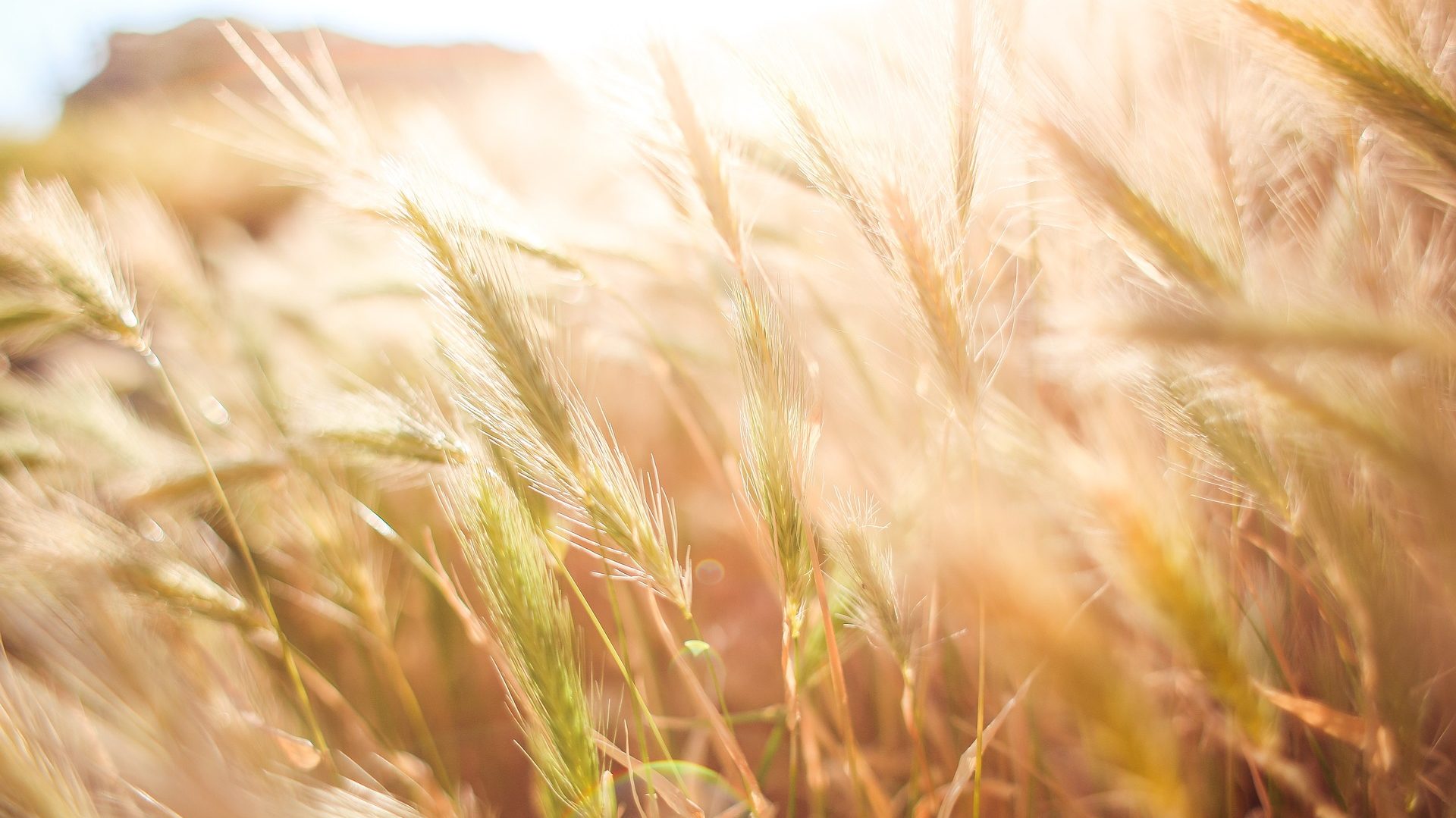 Weizenfeld - Kunststoffe aus Getreide können z. B. aus Weizenabfällen hergestellt werden.