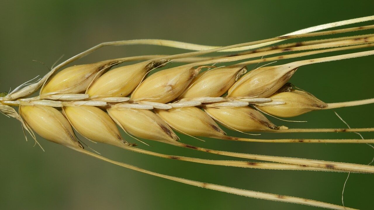 Gerste 88 gerste ähre