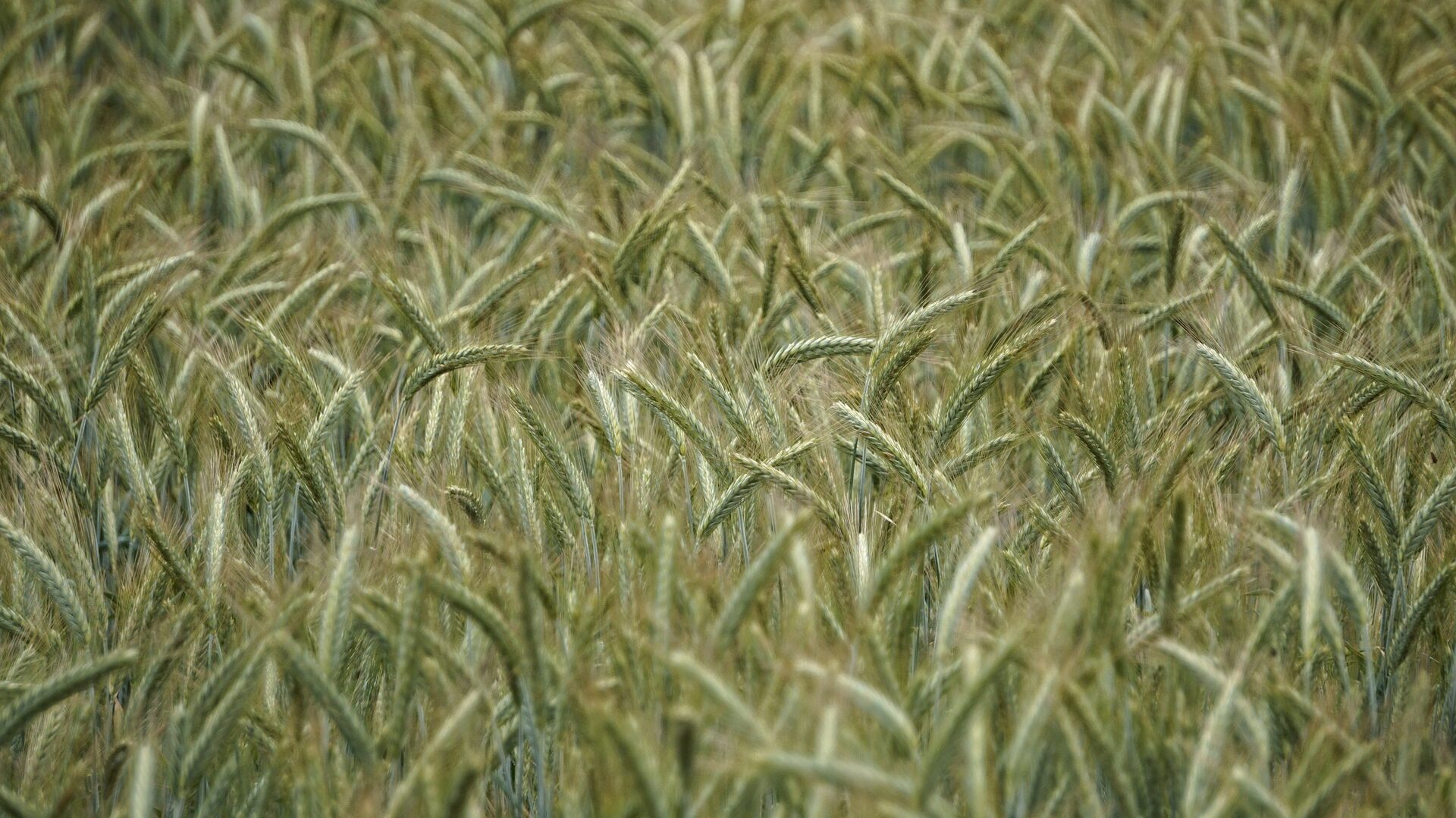 Triticale 88 Triticalefeld