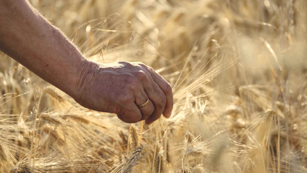 Getreideanbau in der modernen Landwirtschaft